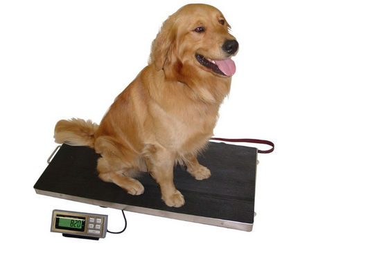 Acciaio inossidabile 304 bilance del cane basso del vassoio 150kg